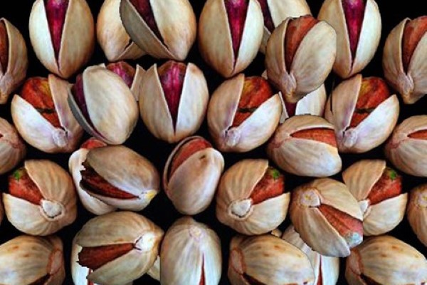 تصویر 5 از قیمت و خرید پسته کله قوچی درشت + فروش ارزان
